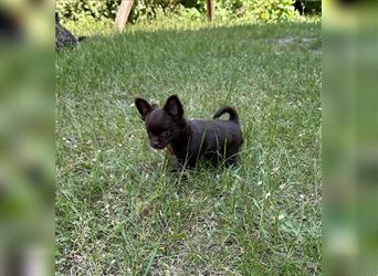 Reinrassiger Chihuahua Schoko Rüde