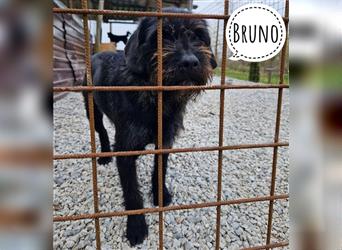 Feiner Rüde Bruno wartet in kroatischem Tierheim