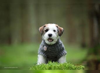 Jack Russell Terrier, der Ukraine Wurf ist gelandet!❤️