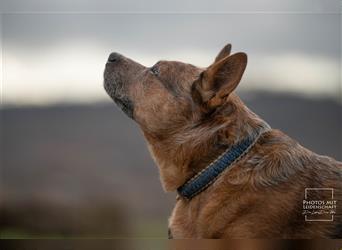 Australian Cattle Dog Deckrüde erfahren und zuverlässig KEIN VERKAUF