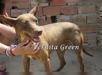 Vernita Green 09/17 (ESP) - sanfte und zurückhaltende Podenca sucht einfühlsames Zuhause