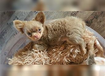 Chihuahua Rüde Lilac Tan langhaar aus bester Aufzucht mit Ahnentafel