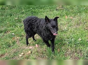 Kroatischer Schäferhund Mischlingsrüde Frodo wünscht sich eine Familie