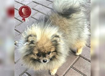 Zwergspitz Pomeranian Rüde, gescheckt, 9 Monate, wunderschönes Fell