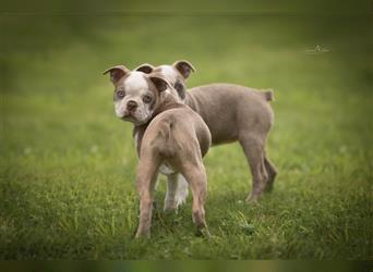 Toller Boston Terrier Welpe (Hündin) in seltener Sonderfarbe mit Ahnentafel