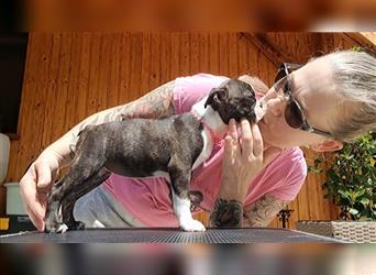 Reinrassige Boston Terrier Welpen mit Ahnentafel