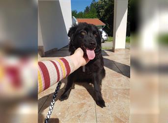 Viola kroatischer Schäferhund Mischling Mischlingshündin Hündin Junghund sucht