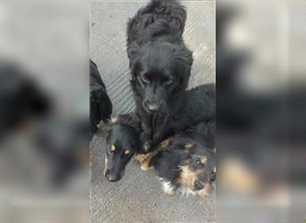 Viola kroatischer Schäferhund Mischling Mischlingshündin Hündin Junghund sucht