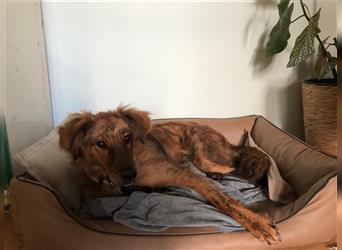 Ben - Traumhund sucht! geb 05/22 ca. 60cm, 25kg