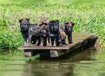 gerader Rücken Deutscher Schäferhund Welpen reinrassig Leistungslinie DDR HD/ED frei!