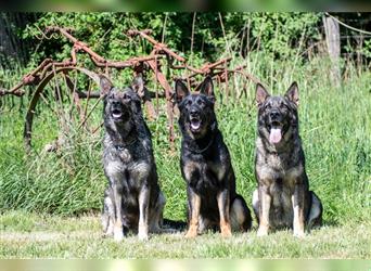 gerader Rücken Deutscher Schäferhund Welpen reinrassig Leistungslinie DDR HD/ED frei!