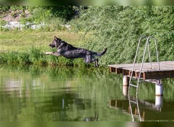 gerader Rücken Deutscher Schäferhund Welpen reinrassig Leistungslinie DDR HD/ED frei!