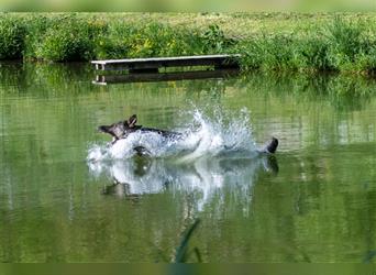 gerader Rücken Deutscher Schäferhund Welpen reinrassig Leistungslinie DDR HD/ED frei!