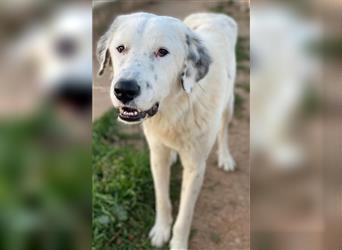 Malibu, geb. ca. 02/2021, lebt in GRIECHENLAND, auf einem Gelände, auf dem die Hunde notdürftig vers