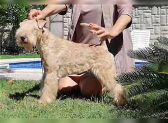 Lakeland Terrier Welpen abzugeben!
