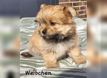 Malteser/Pomeranian (Maltipom) Welpen Abgabebereit!!!