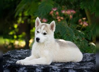 Siberian Husky Puppies with FCI pedigree