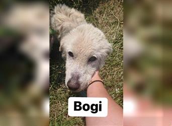 Bogi, 2013 geboren, 59cm möchte endlich Glücklich werden