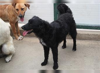 Elza Junghund kroatischer Schäferhund Mischling Mischlingshündin Hündin sucht Zuhause oder PS