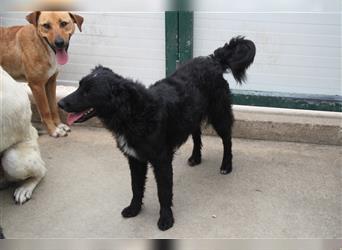 Elza Junghund kroatischer Schäferhund Mischling Mischlingshündin Hündin sucht Zuhause oder PS