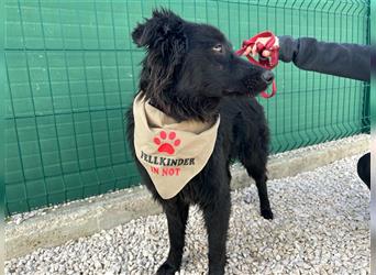 Mili kroatischer Schäferhund Mischling Mischlingsrüde Rüde Junghund sucht Zuhause oder Pflegestelle