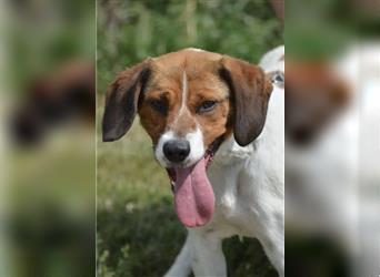 Bingo - Aktiver Beagle-Foxterrier-Mischling, ca. 1-2 Jahre