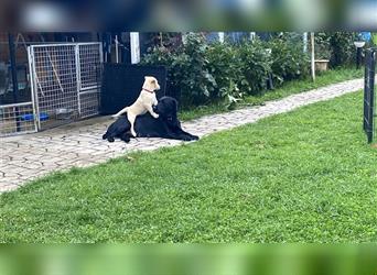 Nabu, Labrador - Schweizer Schäferhund-Mix, sucht noch seine Menschen