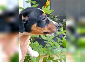 Jack Russell Terrier mit CHIP/Eu-Pass ab sofort nur 1 Rüde tricolor