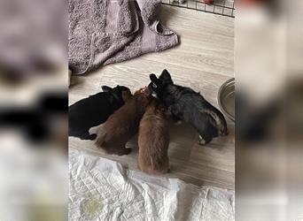 2 Chihuahua Rüden LH mit Ahnentafel suchen liebevolles Zuhause