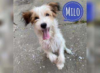 Milo ein kleiner Wirbelwind