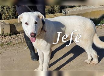Jefe 12/2019 (ESP) - verspielter, verschmuster und sozialer Pyrenäen Berghund Mix!