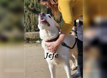 Jefe 12/2019 (ESP) - verspielter, verschmuster und sozialer Pyrenäen Berghund Mix!