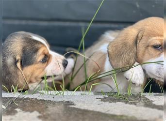 Süße Beaglewelpen Bi- und Tricolor suchen ab September ein neues Zuhause