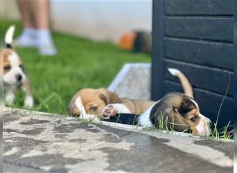 Süße Beaglewelpen Bi- und Tricolor suchen ab September ein neues Zuhause