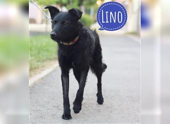 Lino ein Loyaler Freund fürs Leben