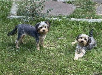 Welpen (2 Weibchen & 1 Rüde) Yorkshire Terrier ab sofort an privat zu verkaufen