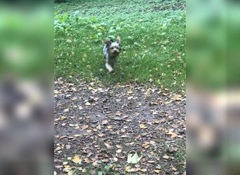 Welpen (3 Weibchen & 1 Rüde) Yorkshire Terrier ab sofort an privat zu verkaufen