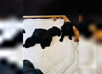Schwarze Labrador Welpen: 4x Rüden 1x Weibchen