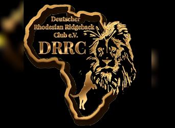 Rhodesian Ridgeback Welpen mit Ahnentafeln aus DRRC-Vereinszucht - Wurferwartung März/April 2024
