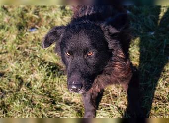 AHIGA - der verspielte Rüde liebt Hunde, ist zu Menschen zurückhaltend und sucht erfahrene Leute