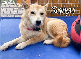 Möchten Sie Sanyu von ihrem Schneckenhaus befreien?