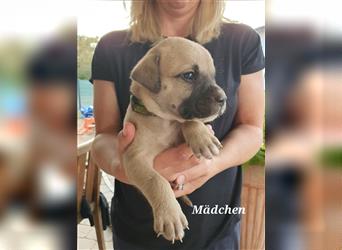 Mischlingswelpen American Bulldog /Labrador Mix