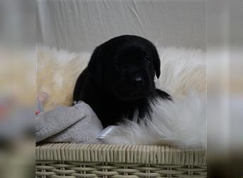 Labrador Welpen schwarz und braun mit Papieren