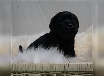 Labrador Welpen schwarz und braun mit Papieren