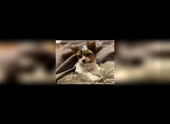 Reservierung möglich, Biewer Yorkshire Terrier Welpen reinrassig