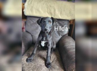 Hilda-, die kleine Zauberin, ist auf der Suche nach ihrem Für-Immer-(Hexen)-Zuhause.