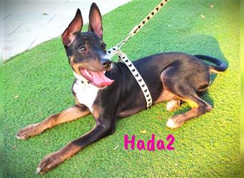 Hada2 03/2023 (ESP) - soziale, verschmuste Pinscher-Chihuahua-Mix Welpin!