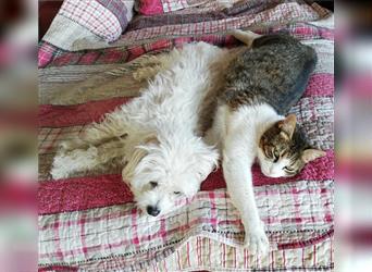 Tinka und Milla - Hundepärchen sucht ein ruhiges und liebevolles Zuhause!