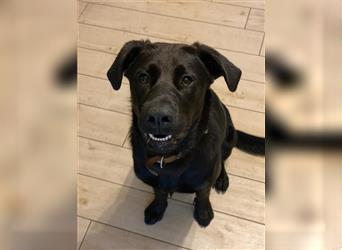 Familienfreundlicher Labrador-Retriever-Mix Junghund Barnie sucht liebevolles neues Zuhause