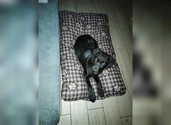 Familienfreundlicher Labrador-Retriever-Mix Junghund Barnie sucht liebevolles neues Zuhause